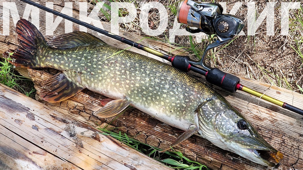 Этот спиннинг не покупал никто, а ЗРЯ! Микроджиг летом с Daiwa Gekkabijin AGS 75L-T