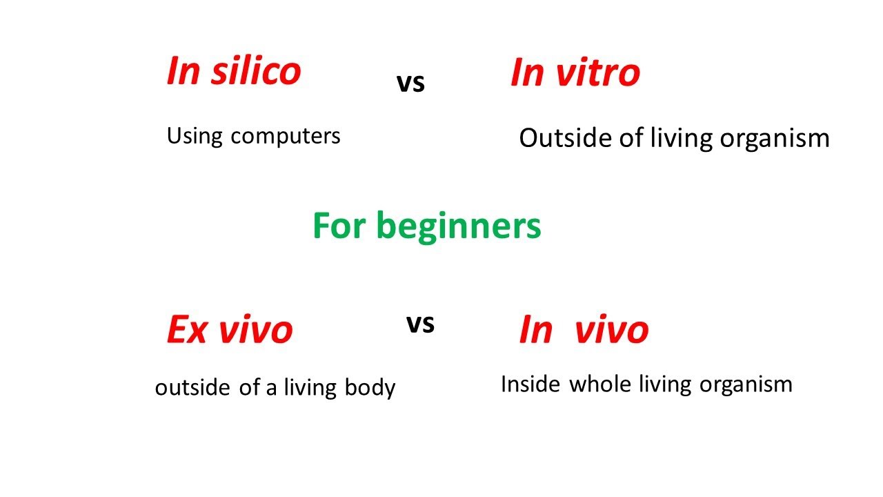 In silico vs In Vitro vs Ex Vivo vs In Vivo experiments