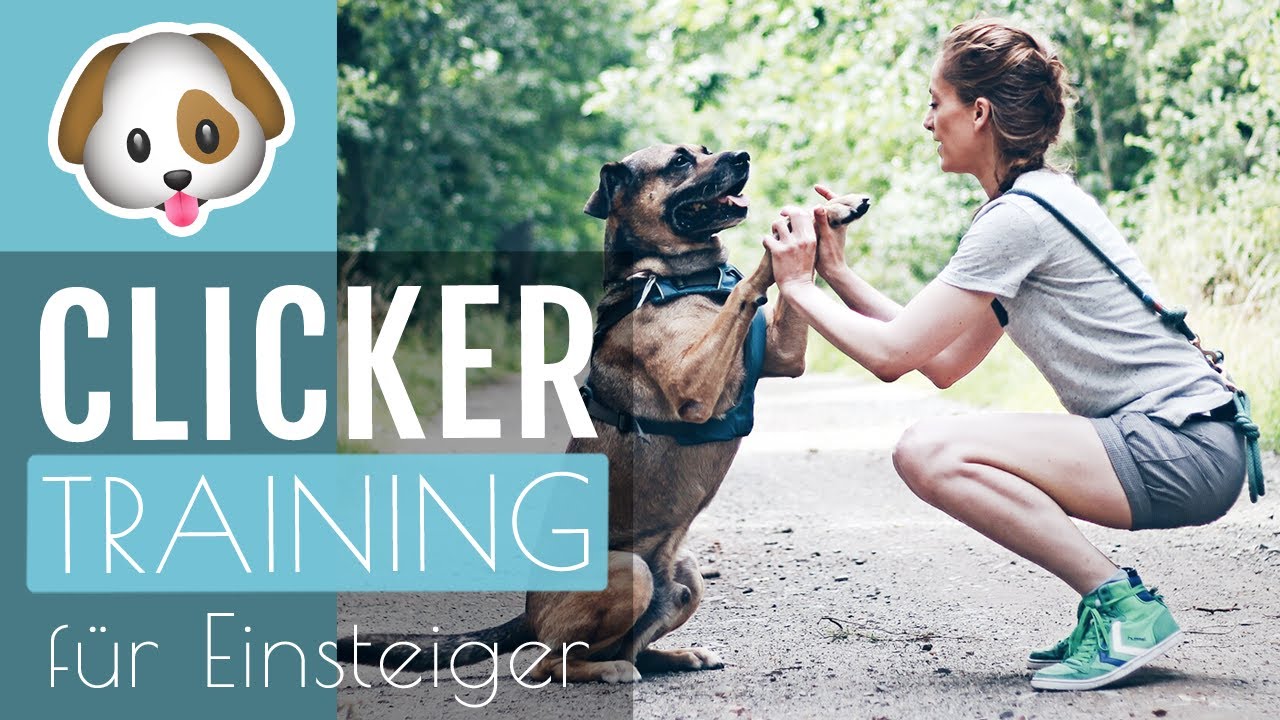 HUNDETRAINING | Anleitung CLICKERTRAINING Hund & Katze