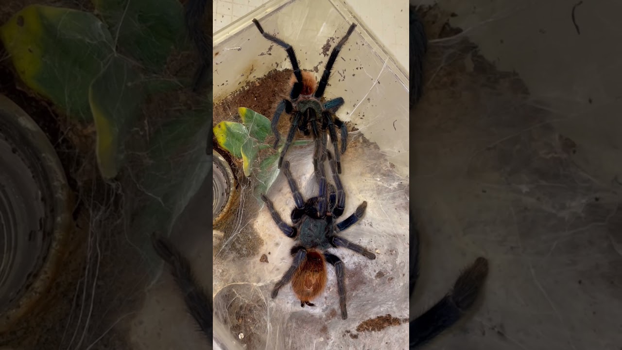 Greenbottle Blue &ldquo;GBB&rdquo; Tarantula - Adult Pair Mating! C. cyaneopubescens - NukaMedia Exotics