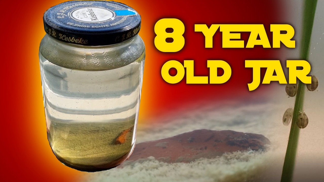 Экосфера, засаженная растениями — обновление за 8 лет — Эволюция?