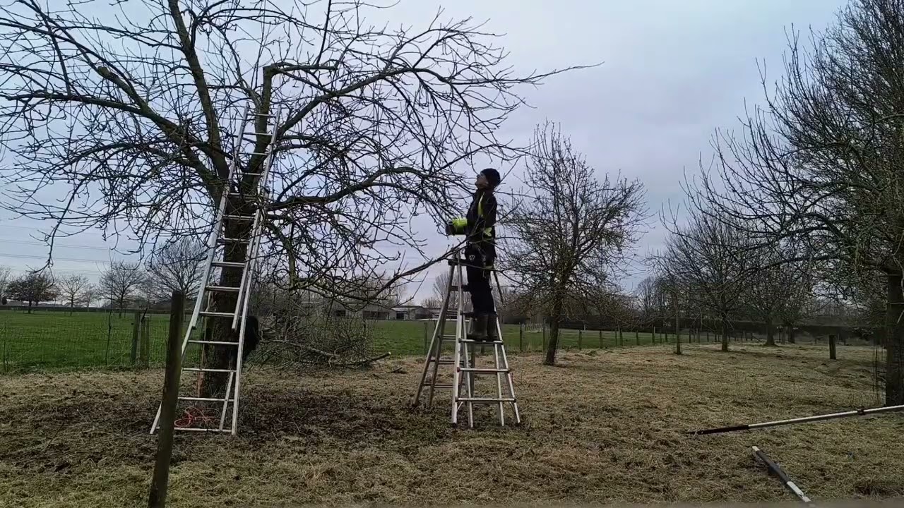 timelaps van een hoogstam appel-en perenboom.