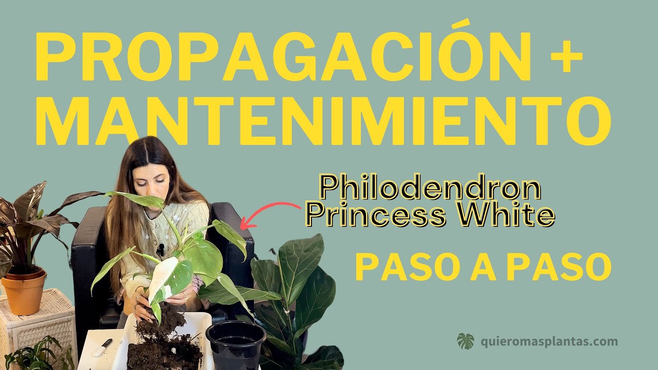 Tutorial de Propagación Philodendron - 3 Métodos Paso a Paso