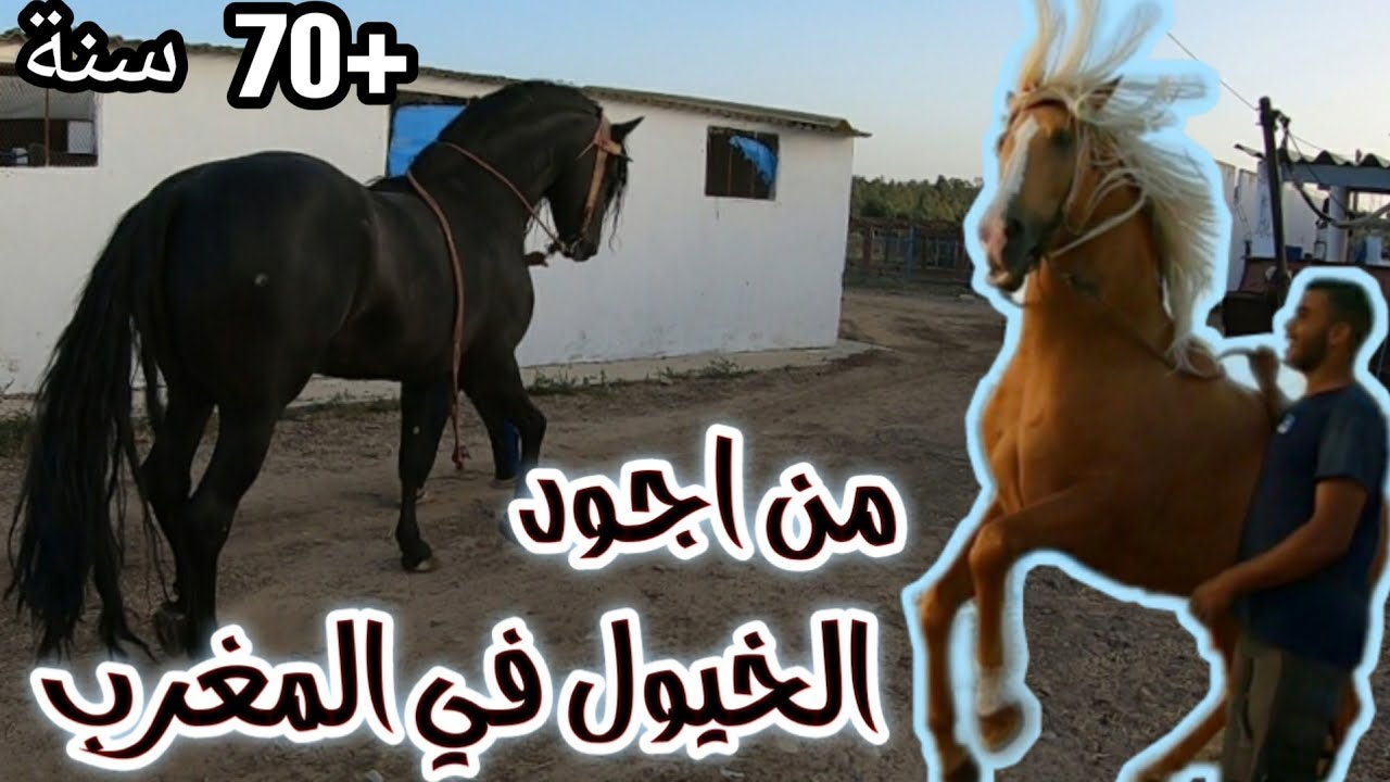 #الجزء_١:اجيو تشوفوا خيول الغرب مشاء الله وتشوفوا رجل في عمروا اكتر من 70 سنة باقي قادر على الركوب😱