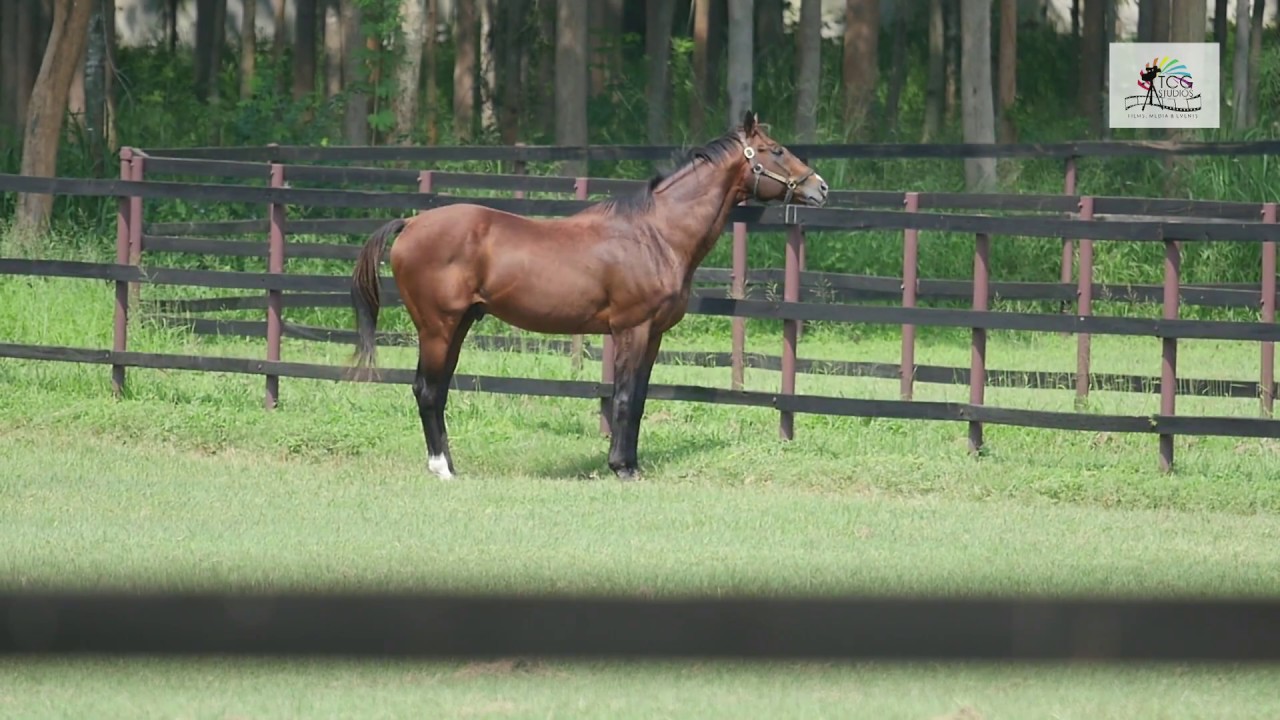 Kunigal Stud Farm