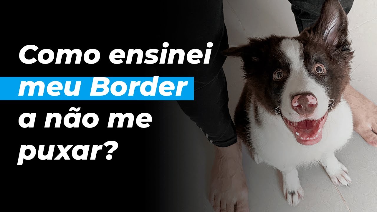 Como ensinei meu Border Collie a NÃO me PUXAR