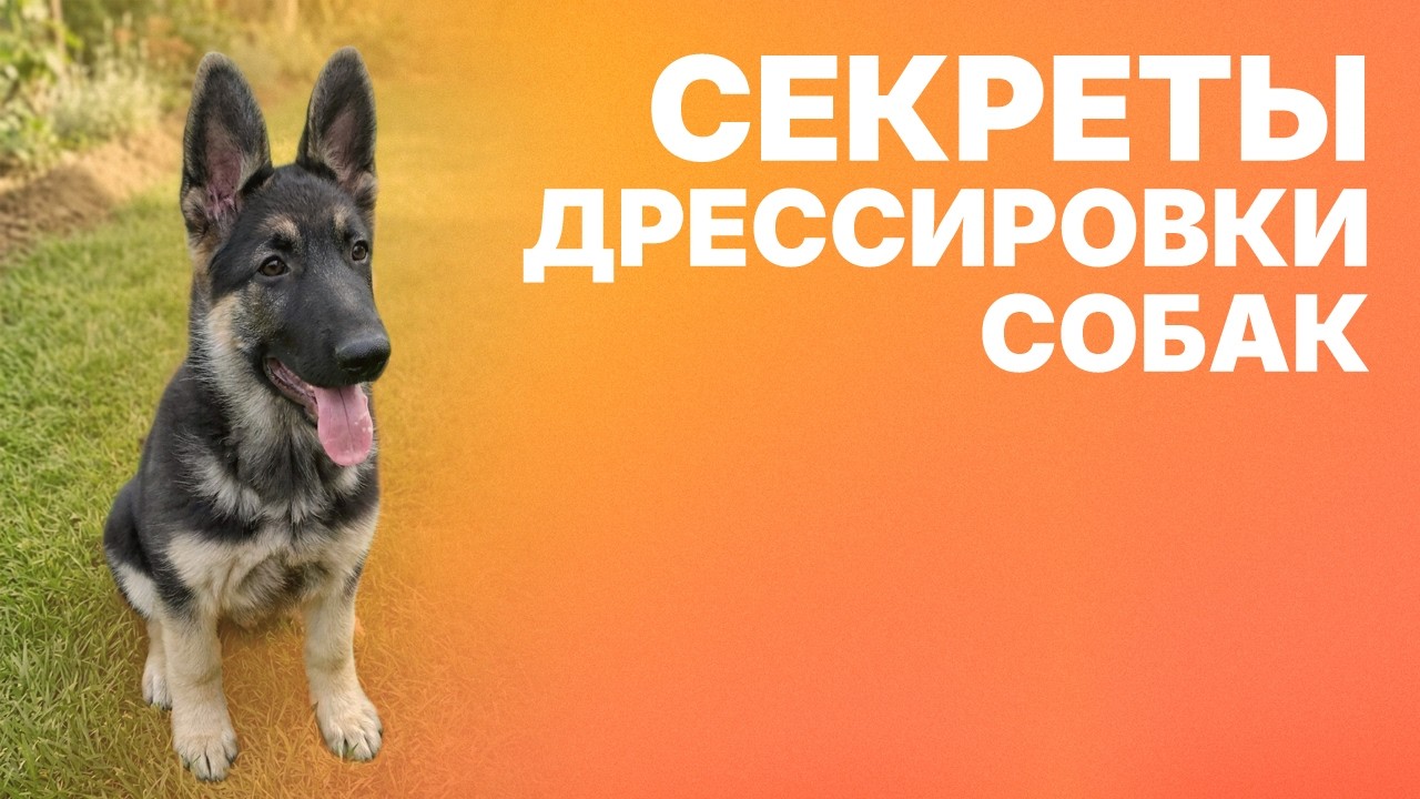 Секреты воспитания собак. В каком возрасте лучше приобретать собаку? Secrets of dog training.