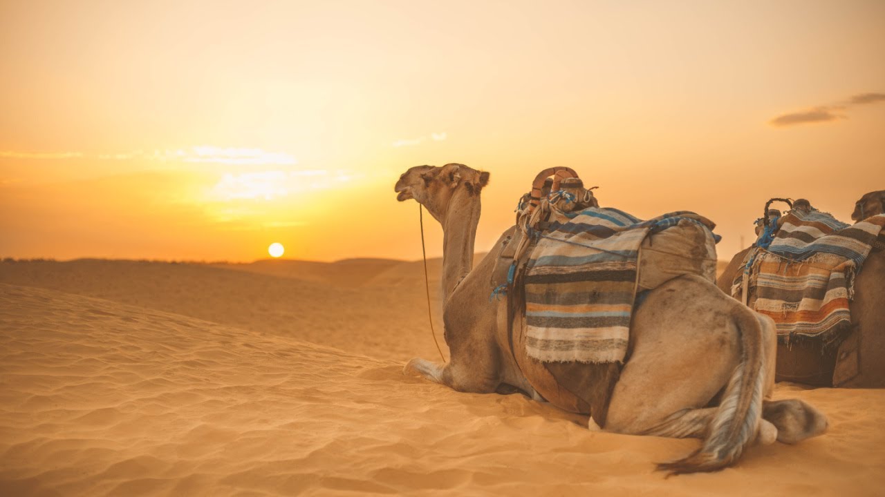 Camels—the Ship of the Desert—and what Jesus said about a camel going through the eye of a needle.