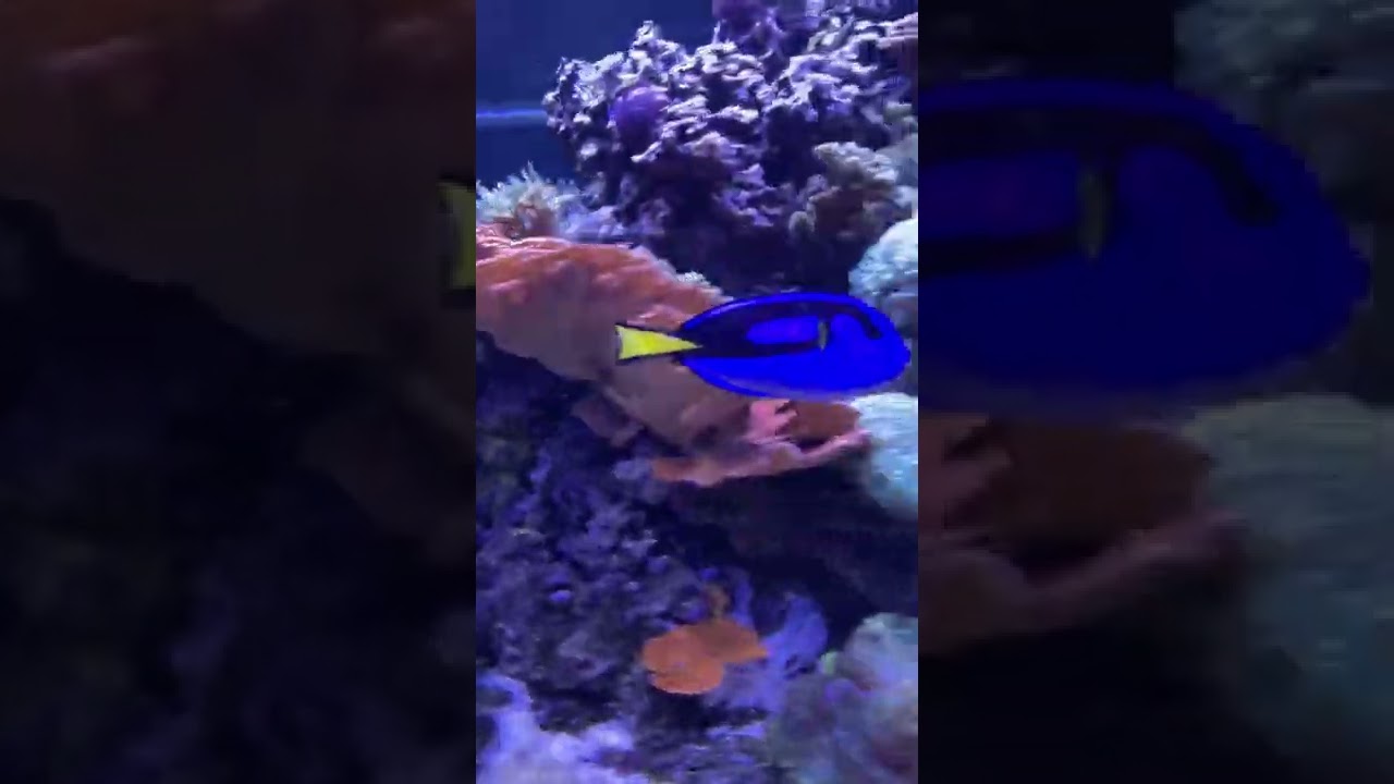Finding Nemo EPCOT Living Seas With Nemo And Friends 