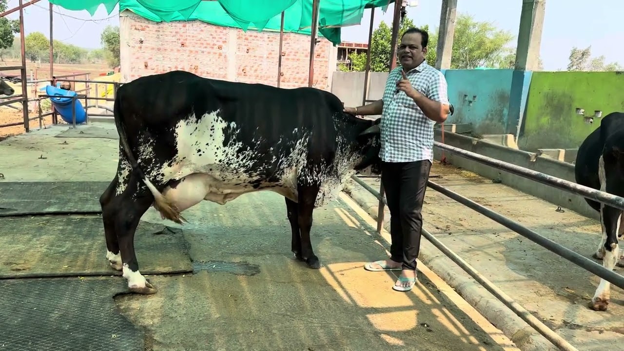 Girlando abs Troy bull ka kamal 