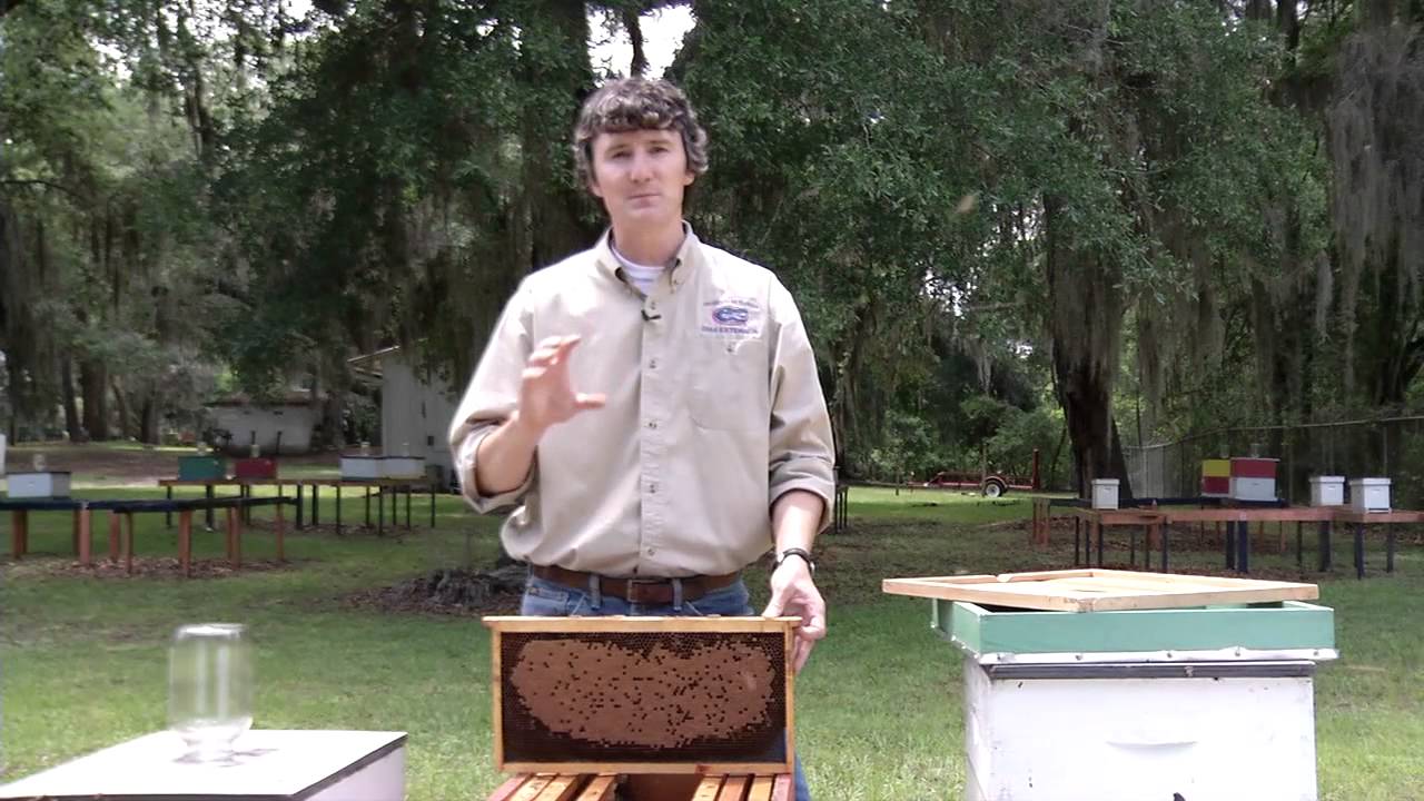 Colony Collapse Disorder (CCD)