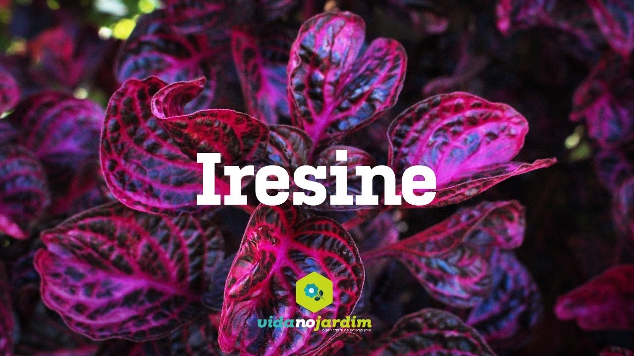 Iresine