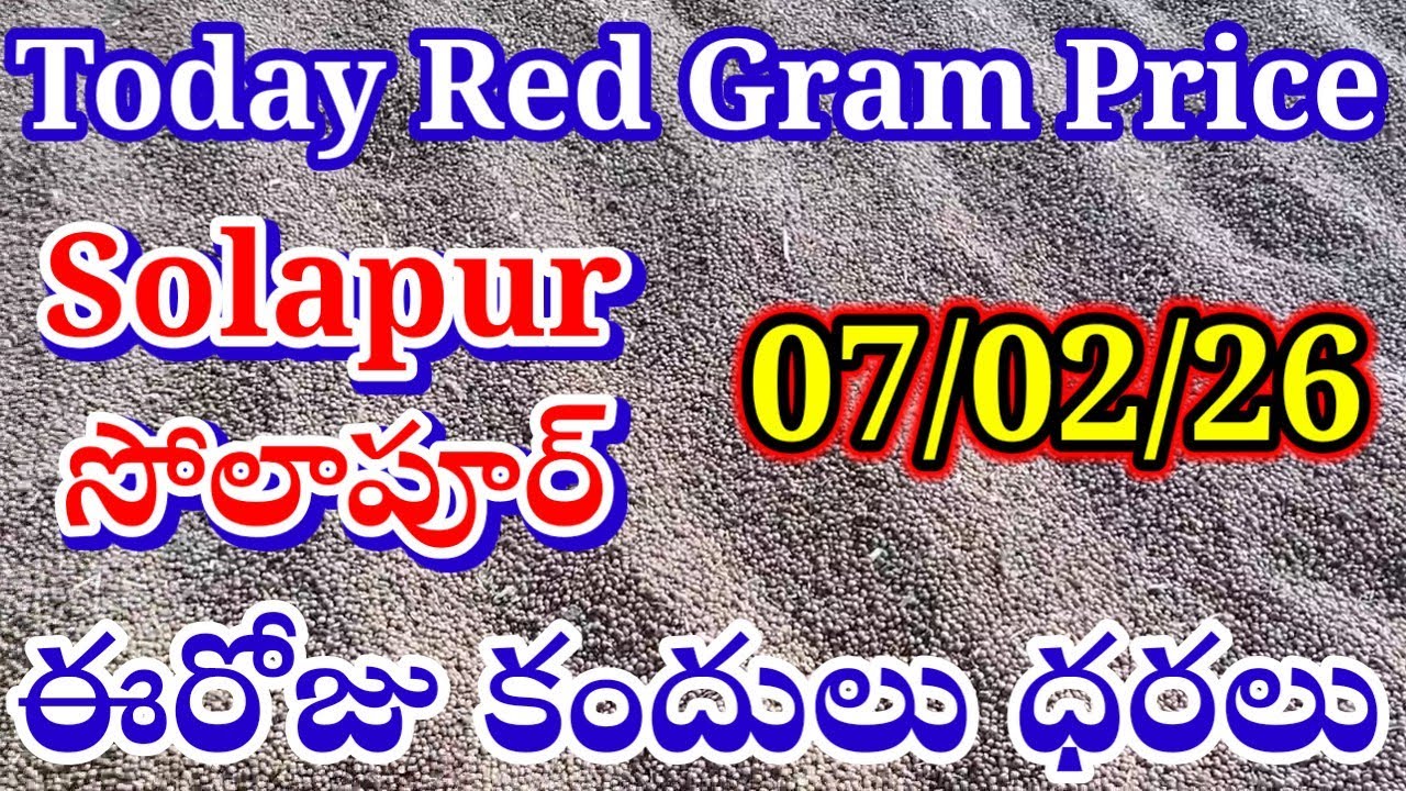 Today Red Gram Price Solapur#Solapur Red Gram Price  TodayRed Gram PriceRed Gram Market Price Today