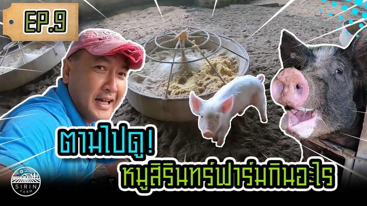ตามไปดู! หมูสิรินฟาร์มกินอะไร Feeding hungry organic pigs at the farm! [ SIRINFARM CHANNEL ] EP.9
