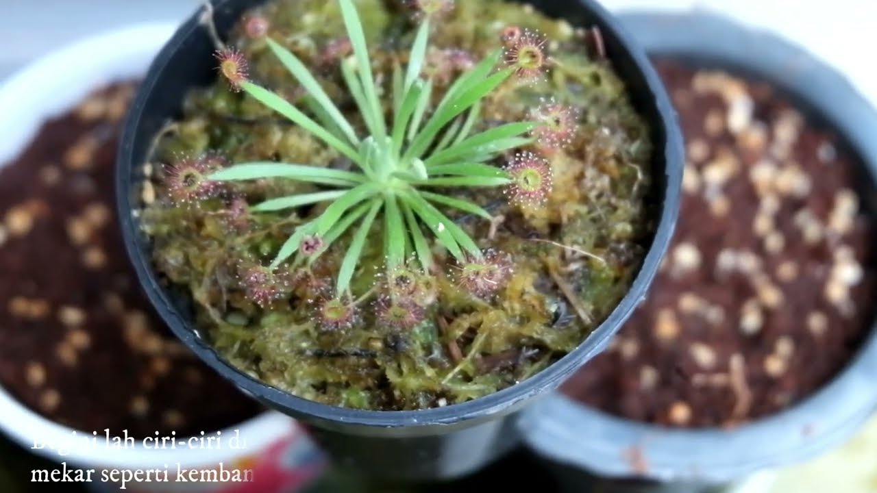 Unboxing Tavor : Drosera Ordensis, Collector Item
