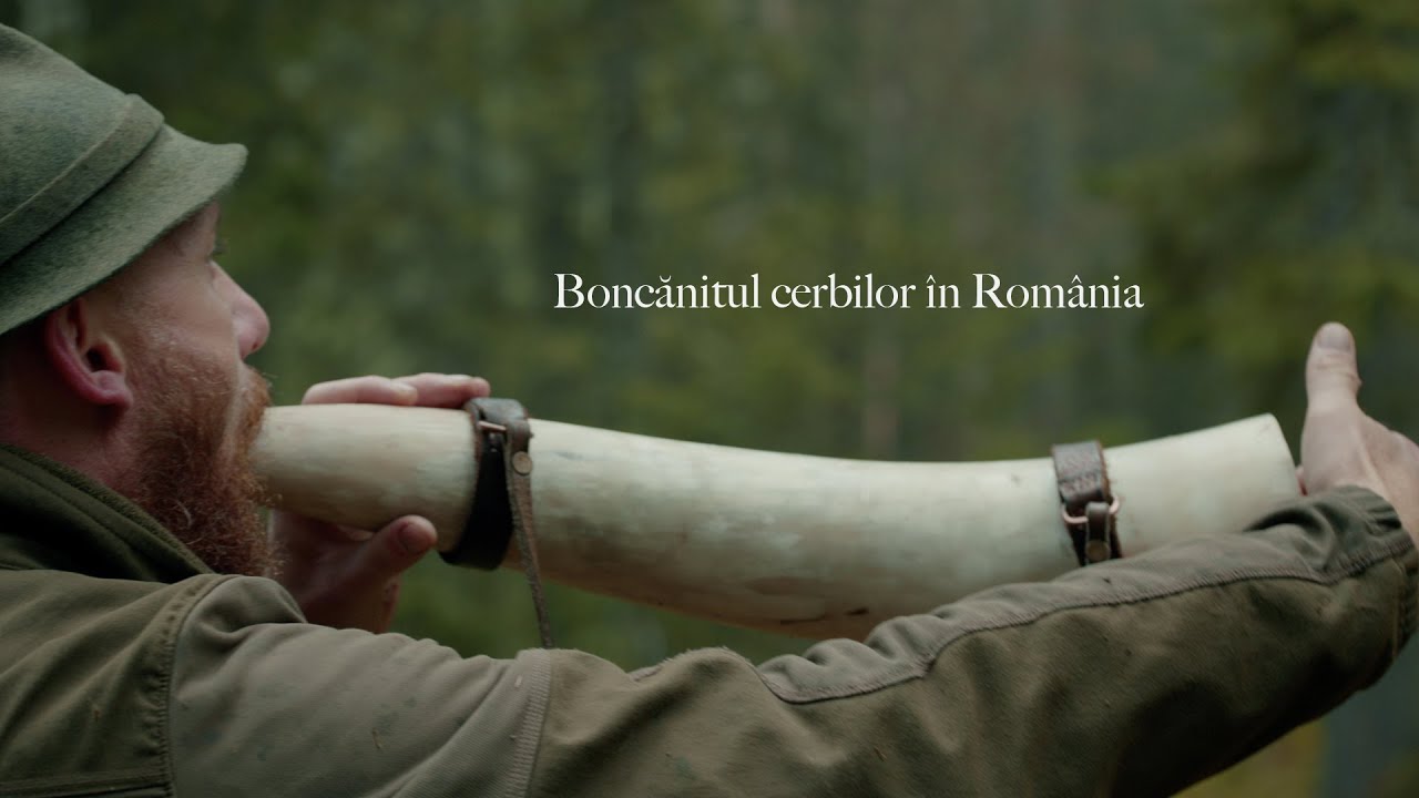 Boncǎnitul Cerbilor - România, 2025 [CanonC80]