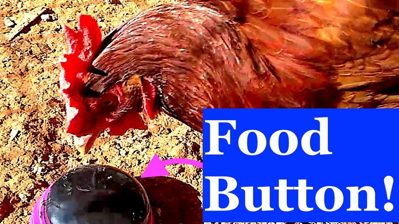 Can A CHICKEN Learn To Communicate? | Rose The Chicken Talks With Sound Buttons | Animal Sanctuary