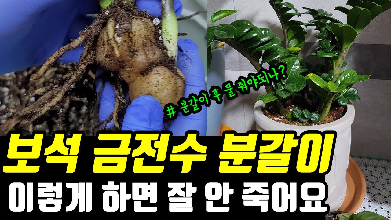 보석금전수 분갈이 두 가지만 기억하세요 Zz plant zenzi repotting and care