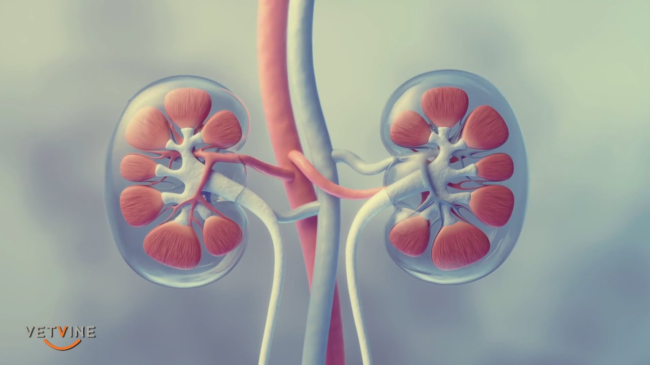 Goals and realistic expectations for dogs with chronic kidney disease