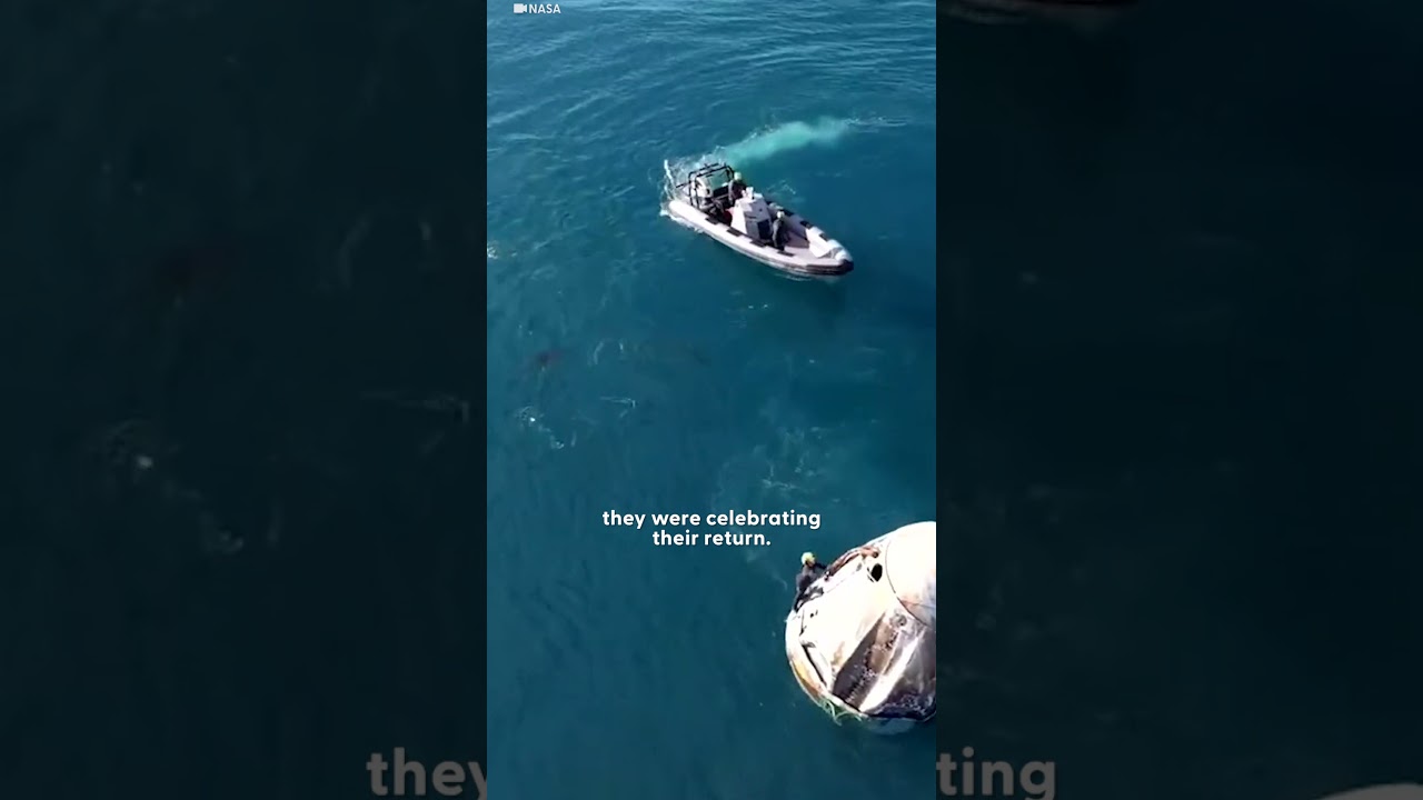 Dolphins Welcome NASA Astronauts Back to Earth in Stunning Encounter | The Dodo