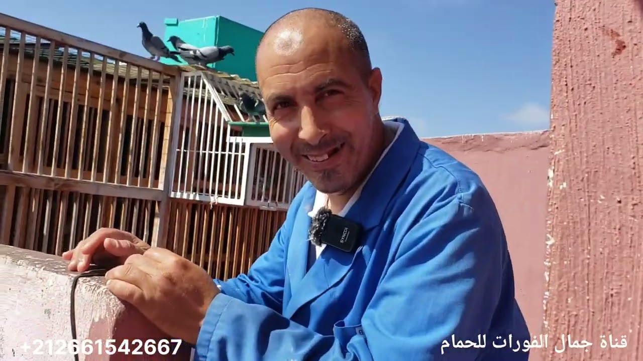 حالات غريبة هدشي تيضحك الحمام بدأ يرفع رجلة (تيعرج ) ولله الحمد وشكرا