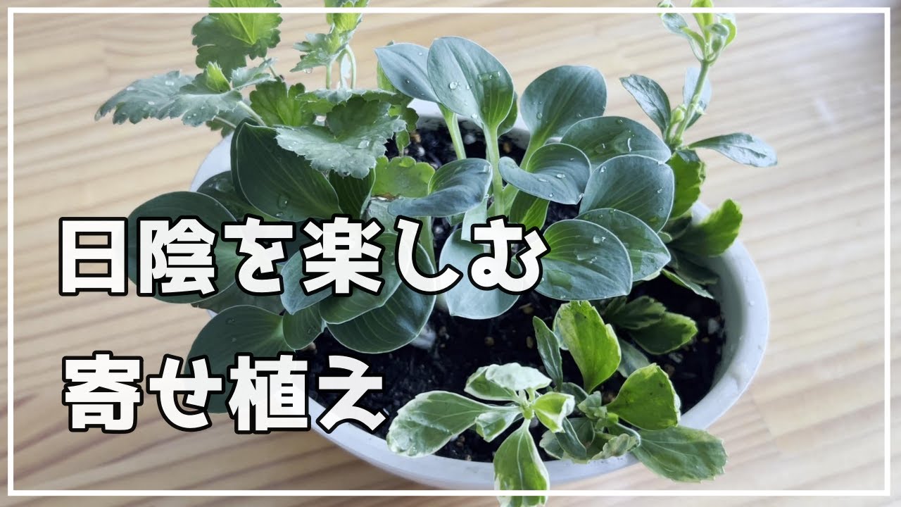 【ガーデニング】日陰の植物で寄せ植え／半日蔭から日陰