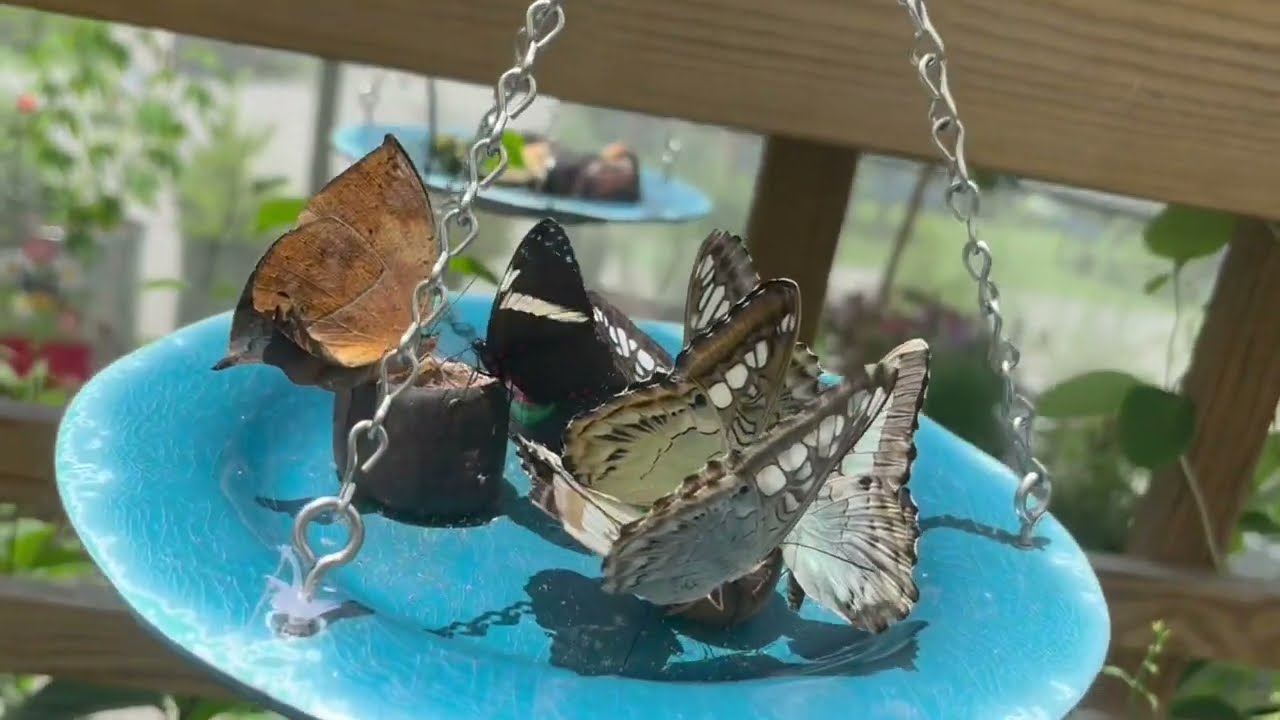 Butterflies…Butterflies… Oh my ...Butterflies… Kaleidoscope Butterfly Garden 🦋🦋🦋