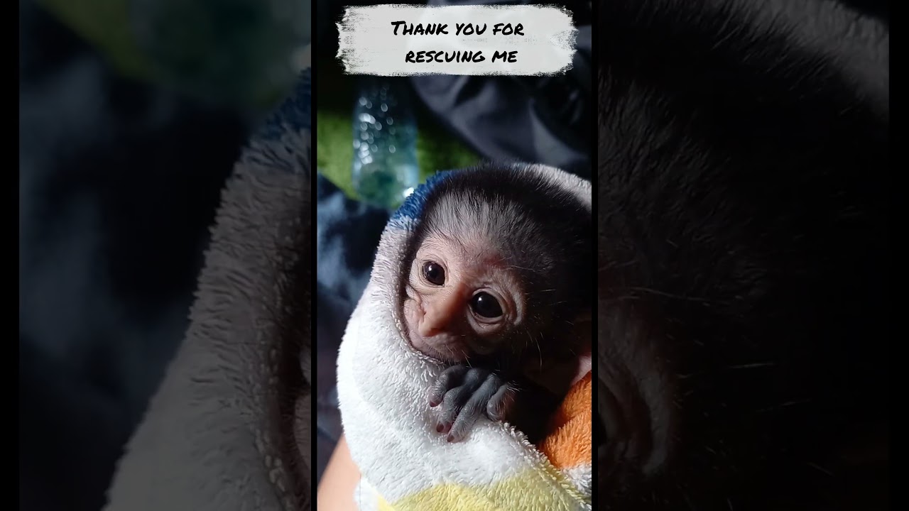 Baby Monkey🐒 just rescued