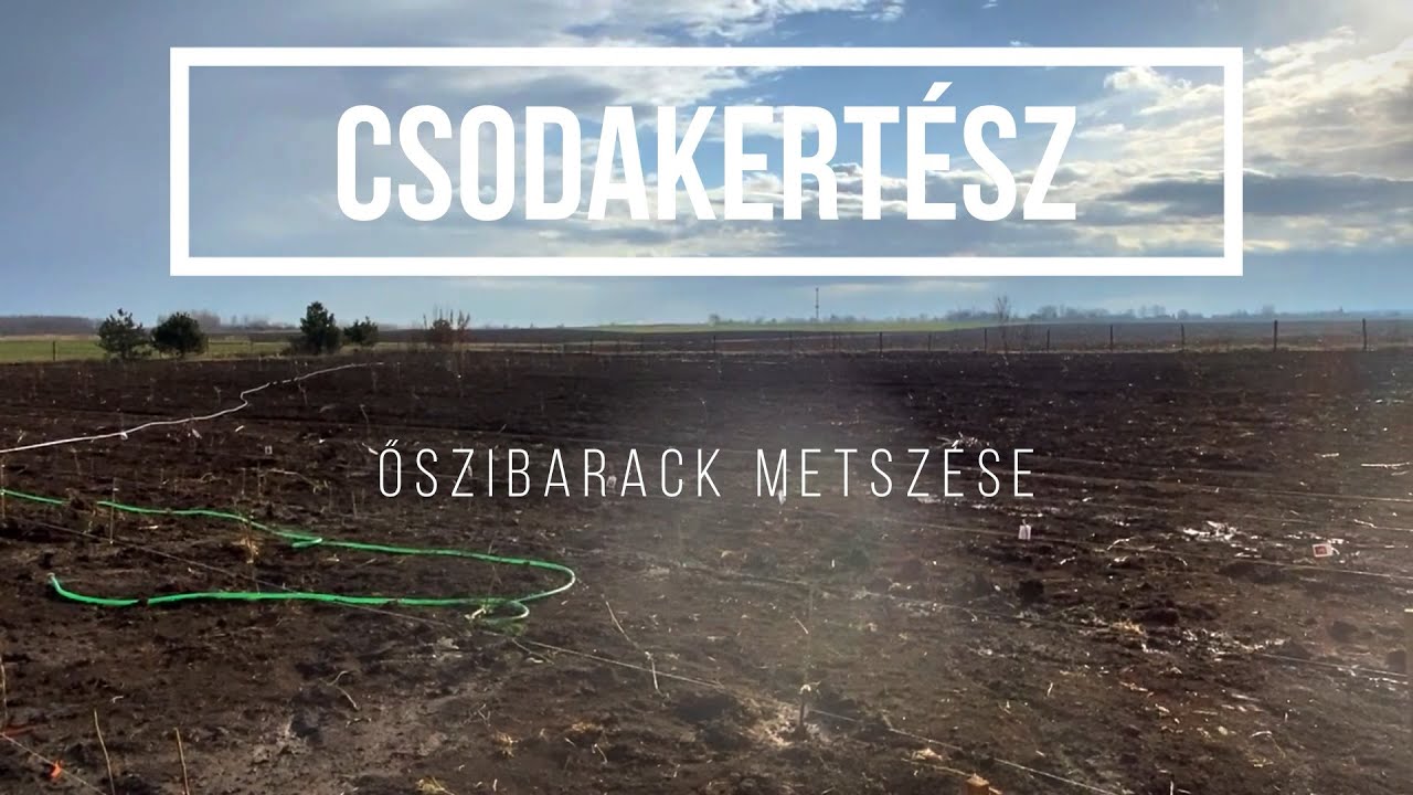 Csodakertész - Egy éves őszibarack metszése