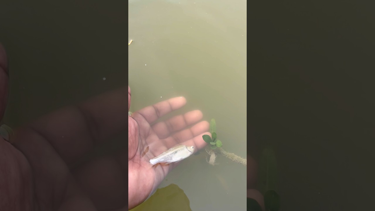 😱OMG Moment मछली मरते-मरते बची सही समय पर बचाई गई The Fish Almost Died But Was Saved in Time 