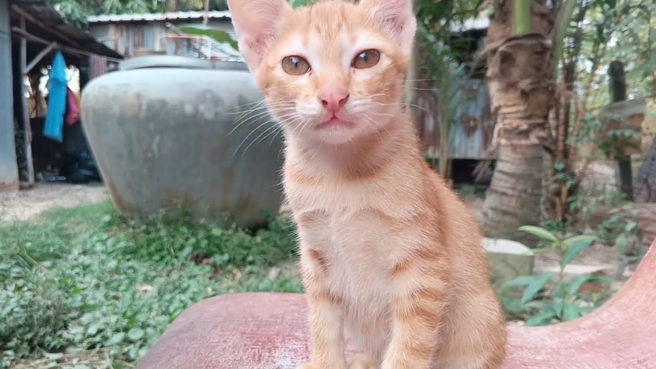 The kitten will be with its family.