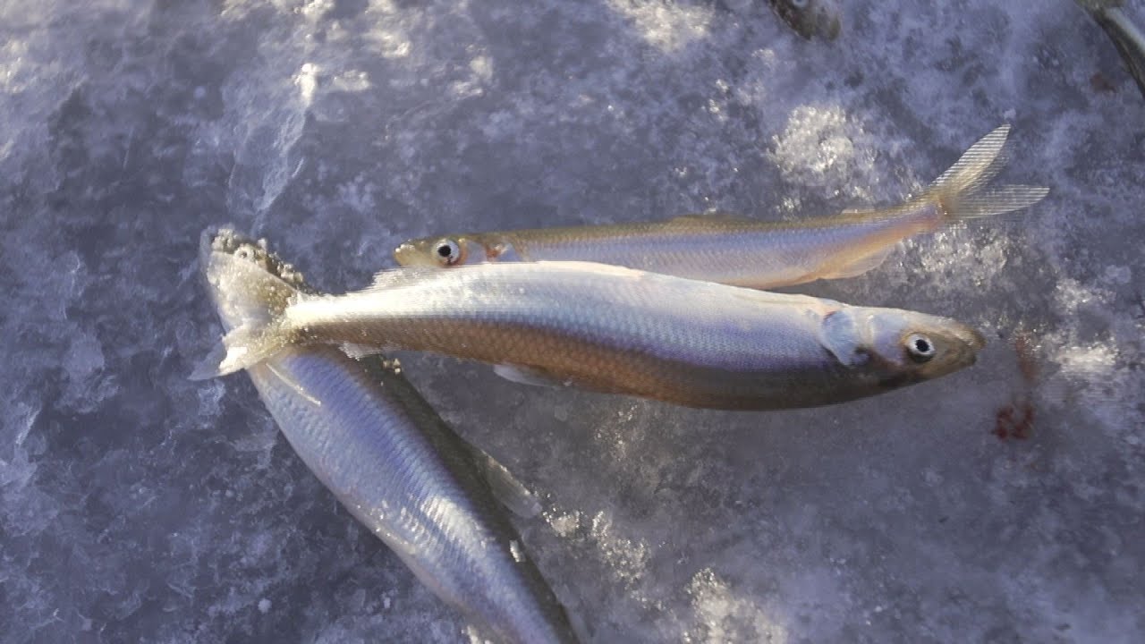 Stinta | Šiandien kimba | 20160124