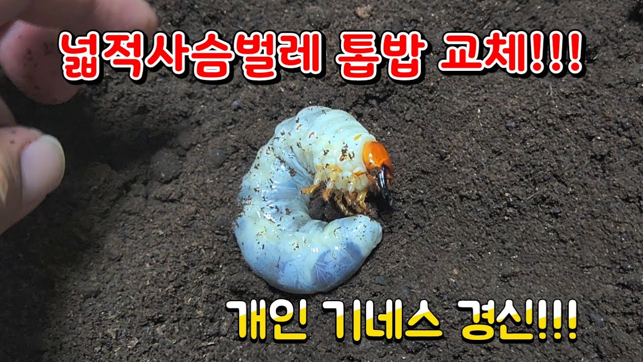 넓적사슴벌레 유충 톱밥 교체!!! 개인 기네스를 향하여!!!! (ft.곤체연 브리딩디스크)