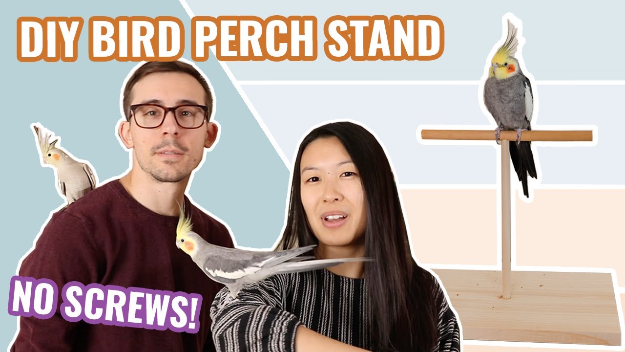 DIY Bird Perch Stand (Easy, Affordable + NO Screws!)