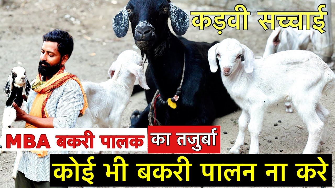 अपने इन्ही गलतियों से असफल हो जाते हैं बकरी पालक-ऐसा कहना है इस अनुभवी किसान का  | goat farming plan