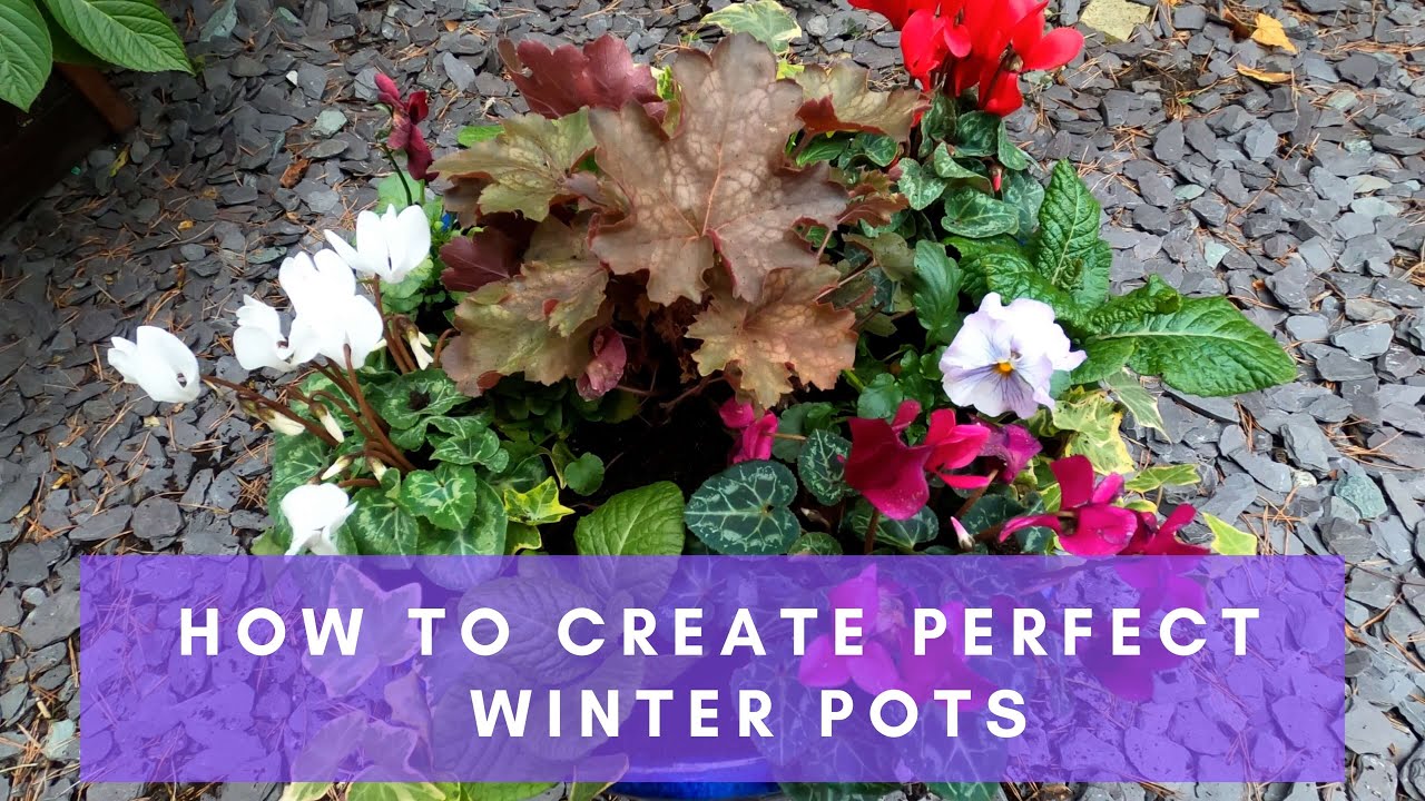 How to Plant Winter Containers That Will Maintain Colour All Winter