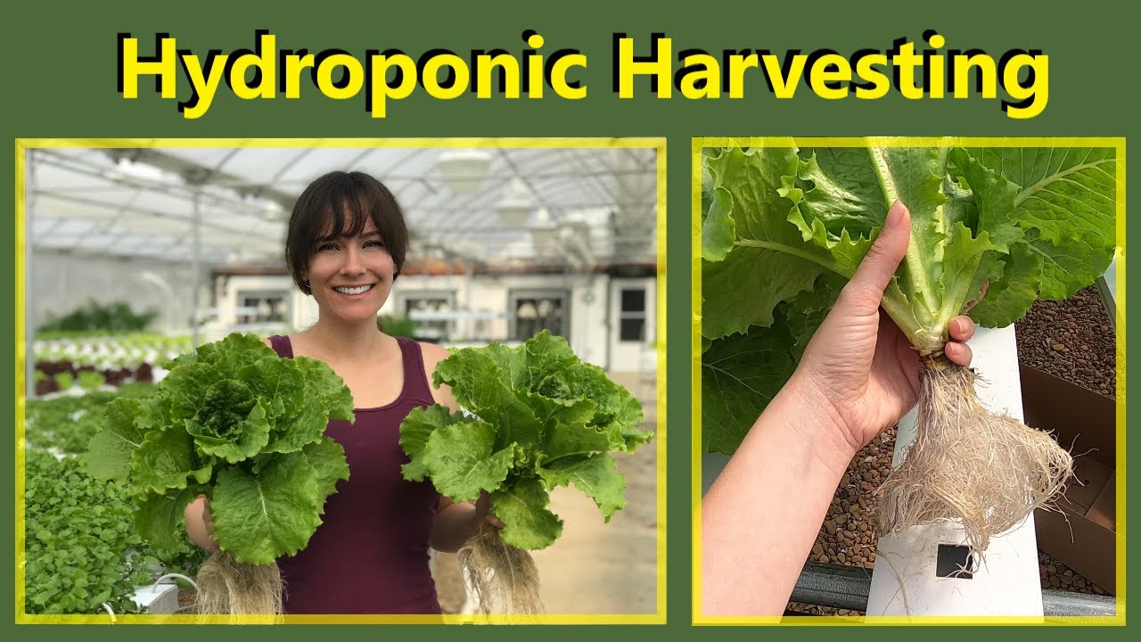 🥬 Harvesting Hydroponic Lettuce & Greens | How We Grow & Cut for Market