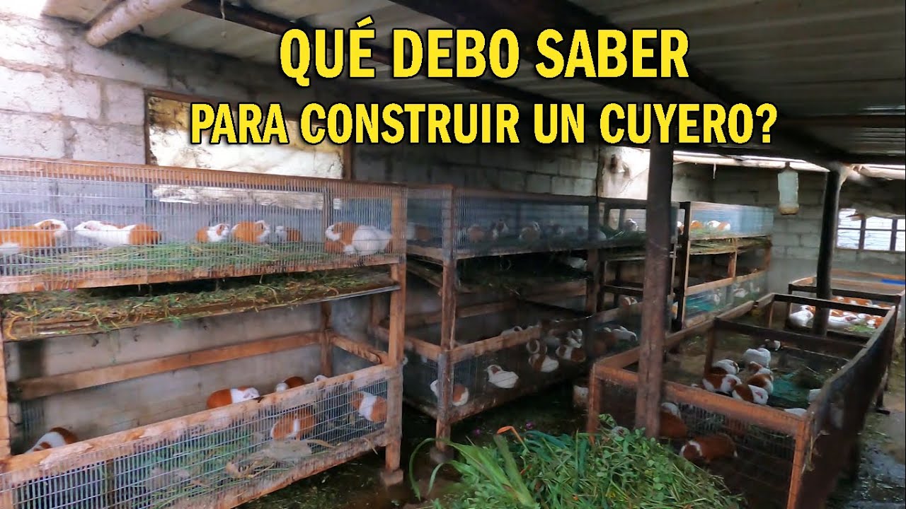 QUÉ SE DEBE SABER PARA CONSTRUIR UN CUYERO - CÓMO CONSTRUIR UN GALPÓN PARA CUYES