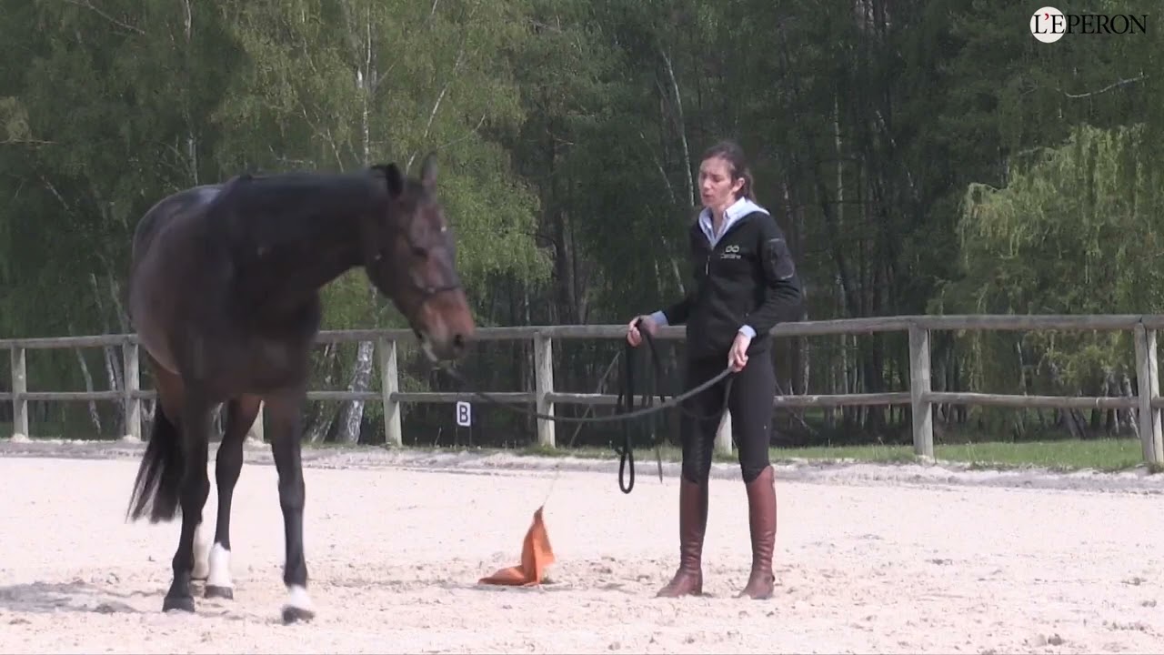 En pratique avec Caroline Godin #2 | Eduquer pour dresser