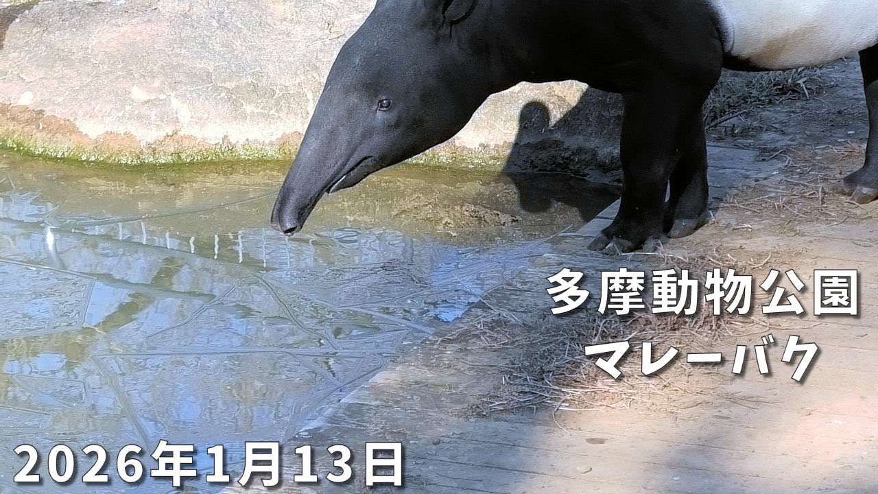 多摩動物公園のマレーバク　バク川に氷が張りました　Malayan tapir