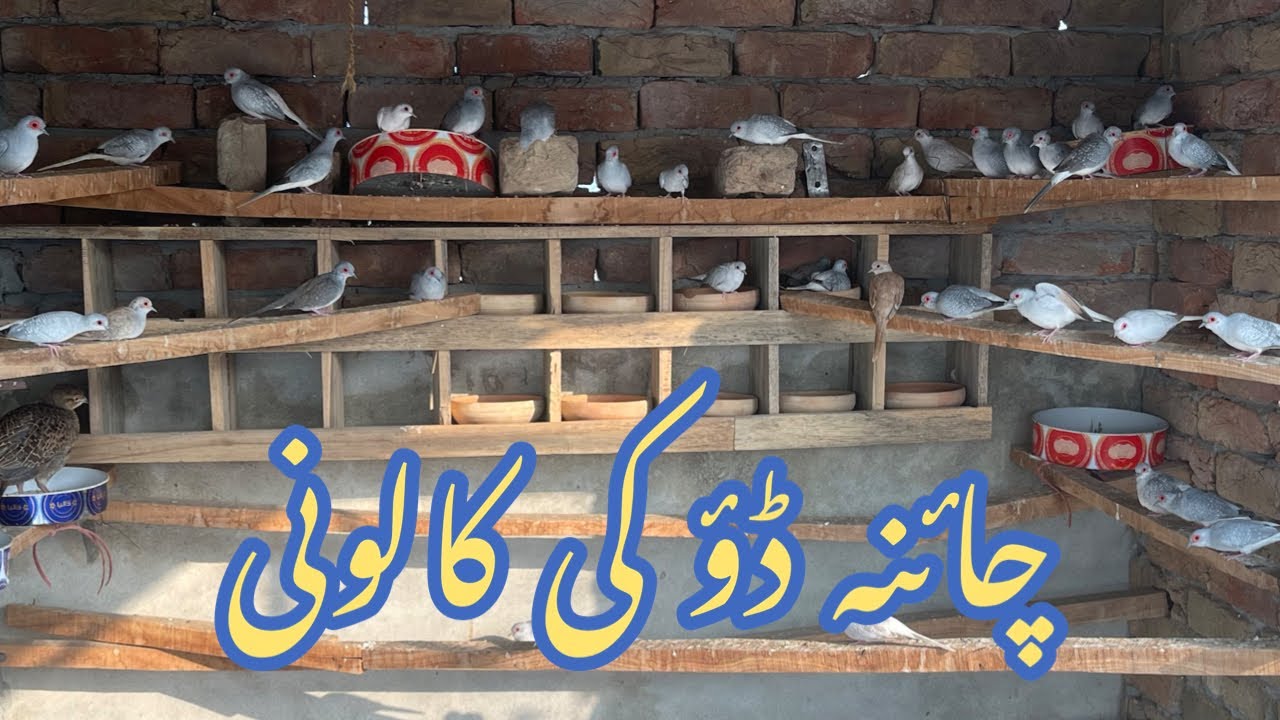 China Dove Colony #bestbirdshots #birdlover #birdsofprey #birds #beautiful #birdsphotography #animal