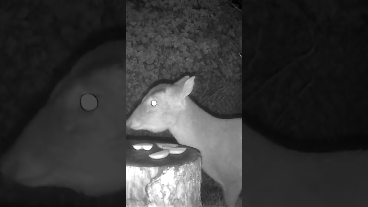Wild Garden Muntjac Doe #shorts