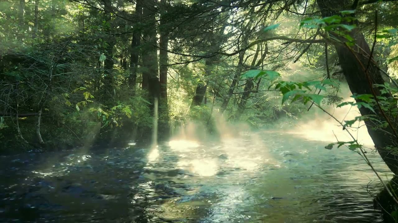 RELAXING ASMR: River in the Forest