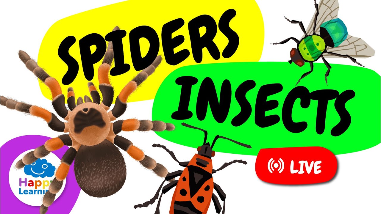 🔴 LIVE: 🕷️🐞 Spiders and Insects | Fun Facts  & Characteristics | Educational Video for Kids