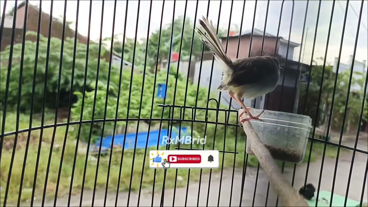 Pancingan burung ciblek bahan obyokan#RxMBird#ciblek#ciblekjantan#pancinganciblek