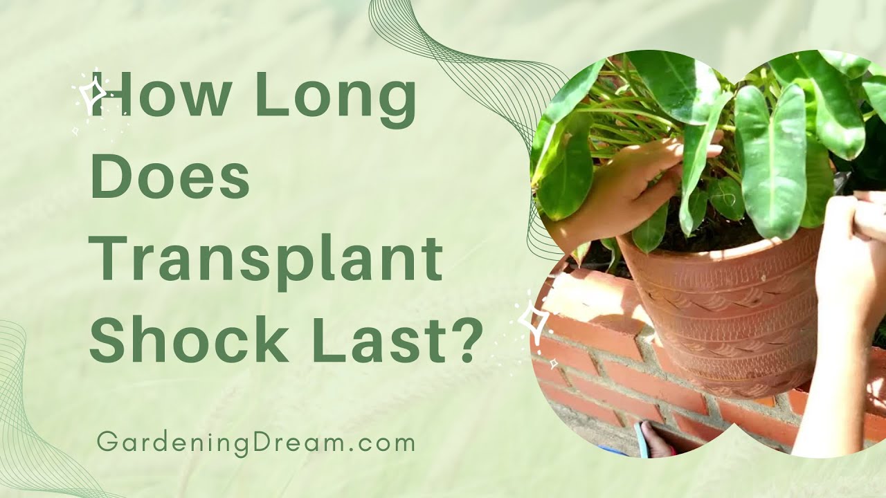 How Long Does Transplant Shock Last