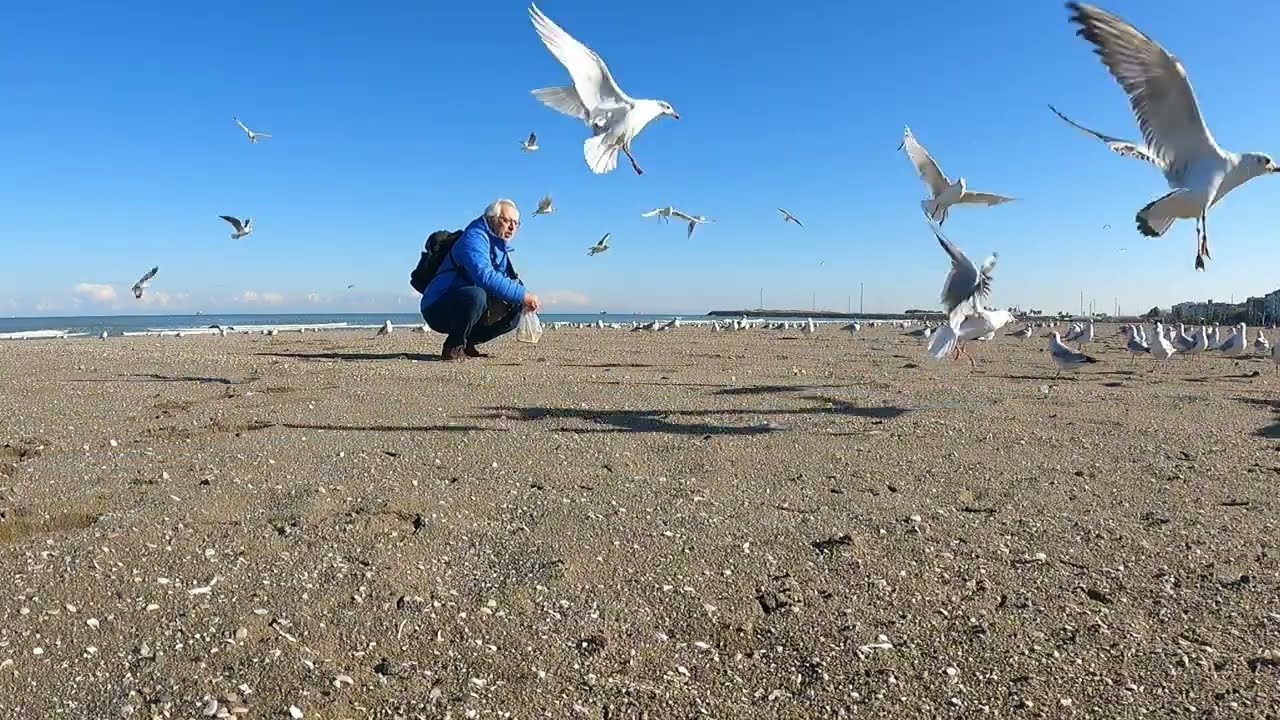 Fırtına ve soğuktan sonra hava açınca martıları yemledim pazara gittim #samsun