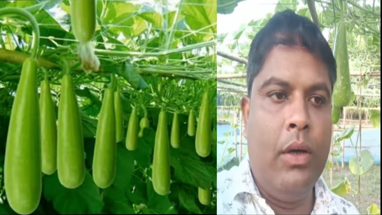 পানী লাও খেতি। বৰ্তমান সময়ত কৰিলে 100% দম পাব। কেৱল খেতিত গুৰুত্ব দিয়ক।