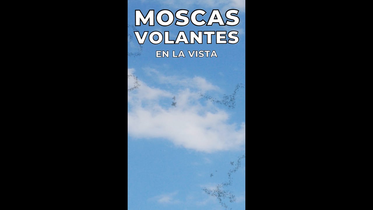 C&Oacute;MO se ven las Moscas Volantes en la Vista