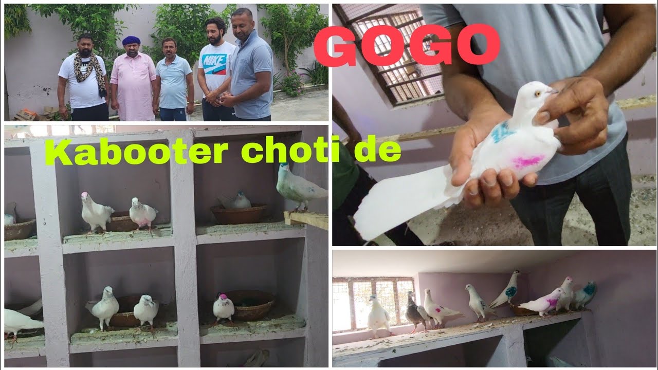 ਗੋਗੋ ਸਲੇਮਪੁਰ ਤੇ ਸਾਭੀ ਤੱਲ੍ਹਣ ਨਾਲ ਗੱਲਬਾਤ ਦੌਰਾਨ ਕਬੂਤਰਾਂ ਦਾ ਸ਼ੌਕ.. 9888306910